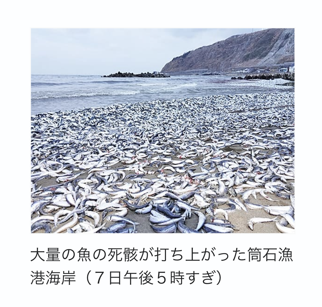 Dead fish in Japan