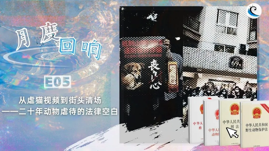 月度回响 E05 | 从虐猫视频到街头清场——二十年动物虐待的法律空白